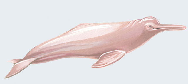 Eumetazoa