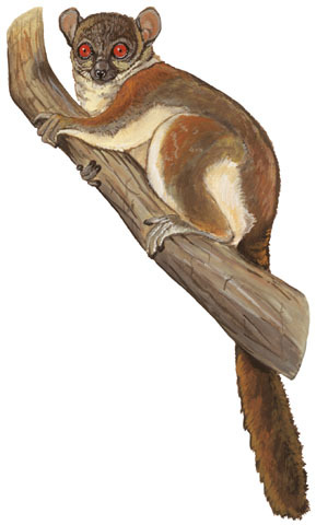 Lepilemur