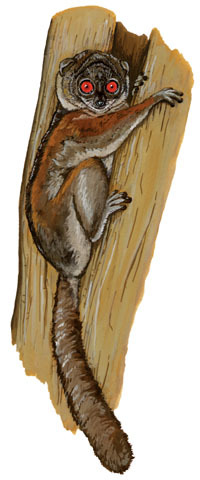 Deuterostomia