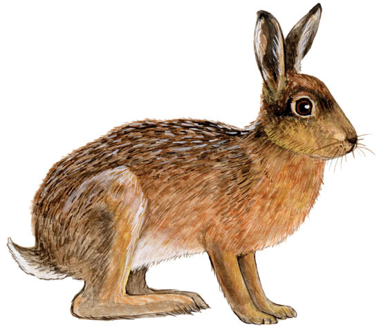 Lepus_europaeus