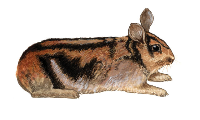 Leporidae