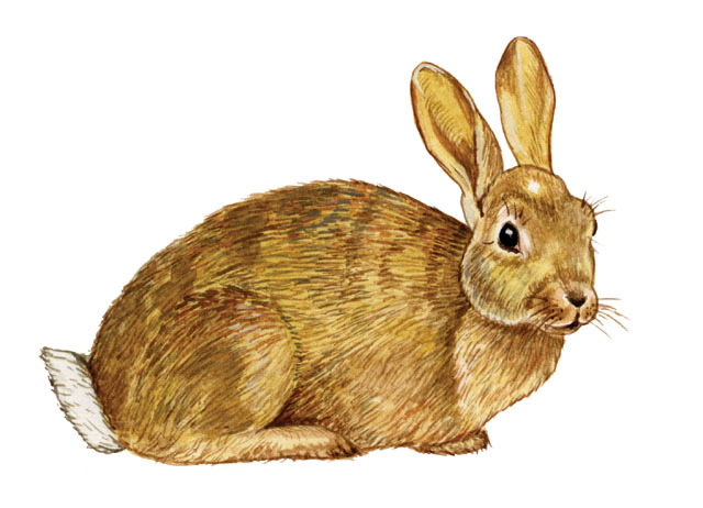 Lagomorpha