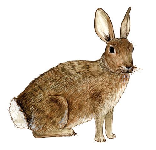 Sylvilagus