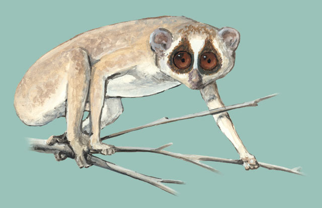 Eumetazoa