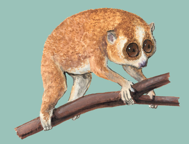 Nycticebus pygmaeus