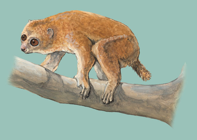 Deuterostomia