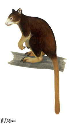 Diprotodontia