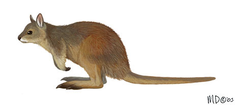 Lagorchestes_hirsutus