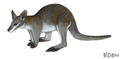 Macropus parma