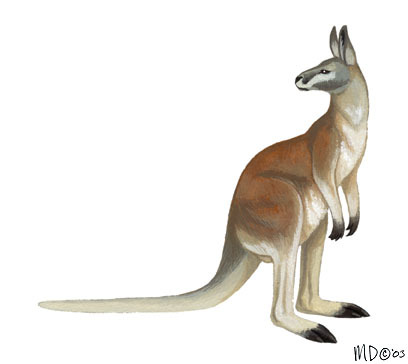 Diprotodontia