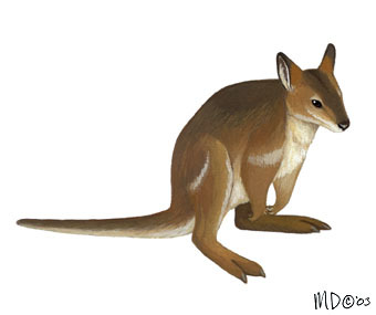 Macropodidae