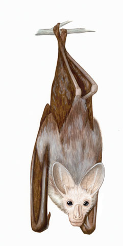 Chiroptera