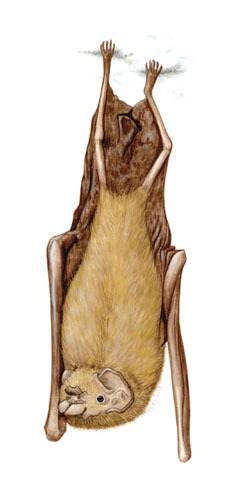 Mormoops megalophylla