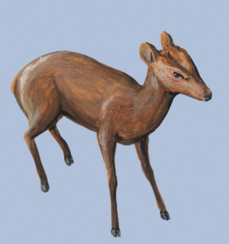 Artiodactyla