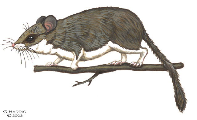 Dryomys_sichuanensis