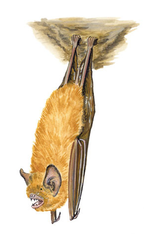 Vertebrata