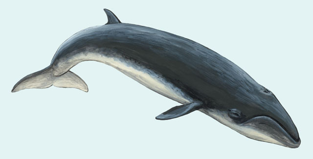 Cetacea