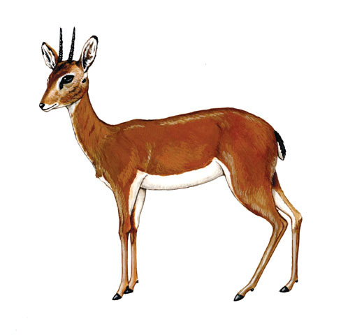 Artiodactyla