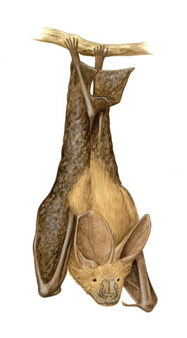 Deuterostomia