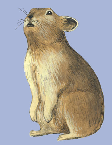 Lagomorpha