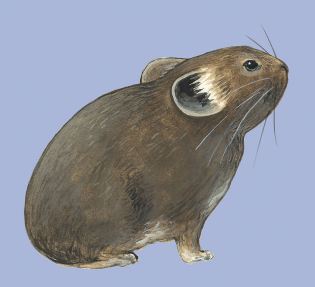 Vertebrata