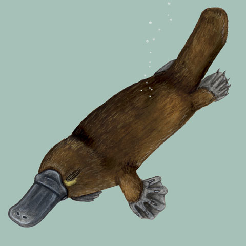 Ornithorhynchidae