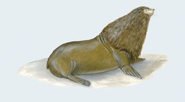 Deuterostomia