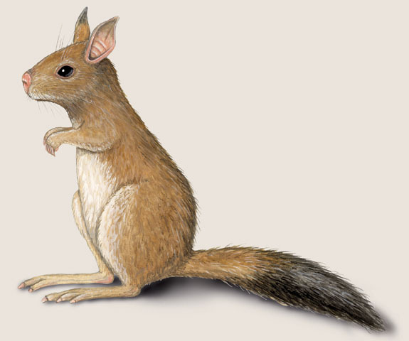 Rodentia