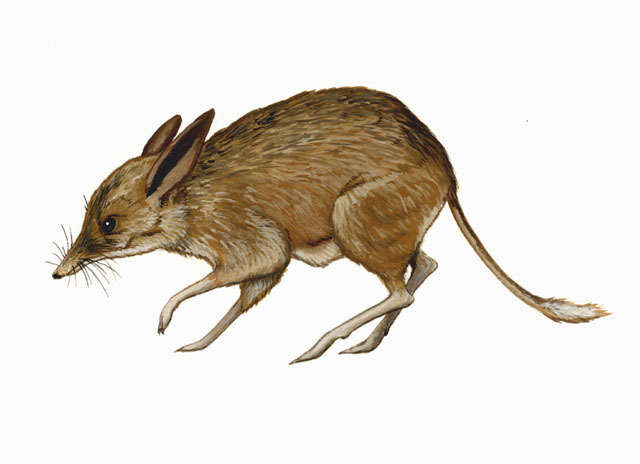 Chaeropodidae