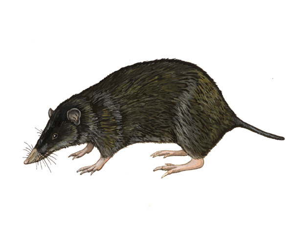 Vertebrata