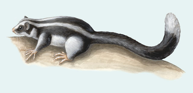 Petauridae