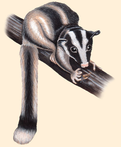 Sarcopterygii