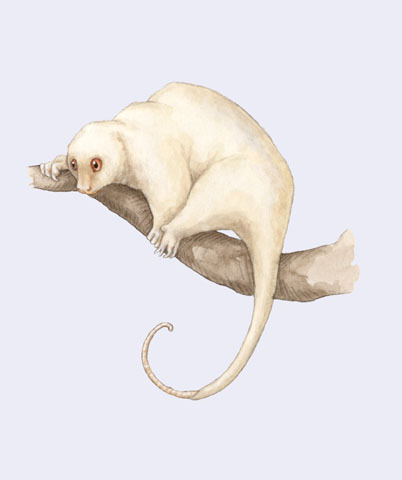 Diprotodontia