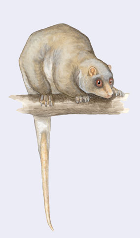 Strigocuscus_celebensis