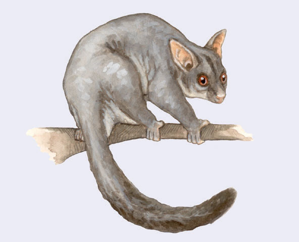 Trichosurus_vulpecula