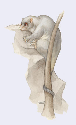 Diprotodontia