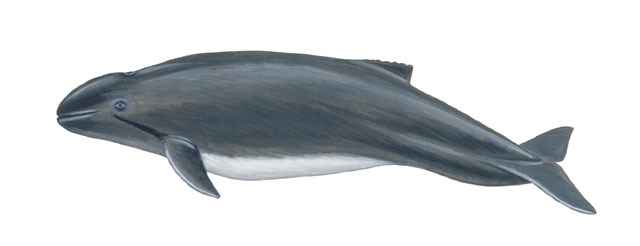 Phocoena_spinipinnis