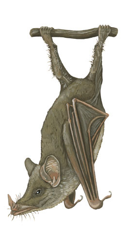 Tetrapoda