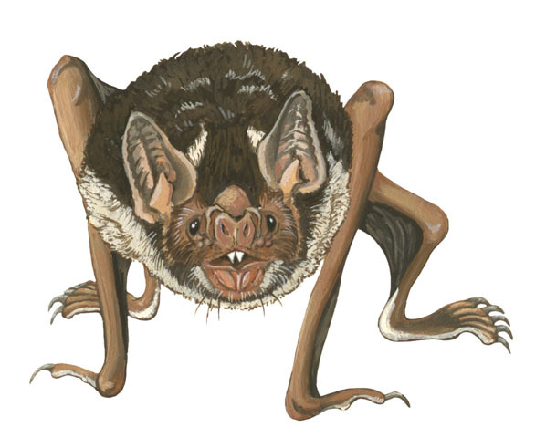 Deuterostomia