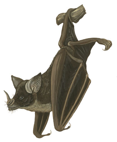 Chiroptera