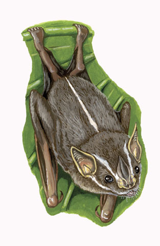 Chiroptera