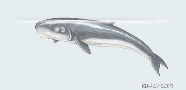 Cetacea