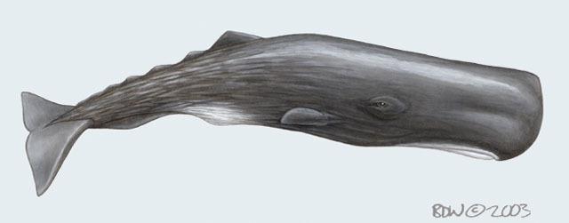 Physeter_macrocephalus