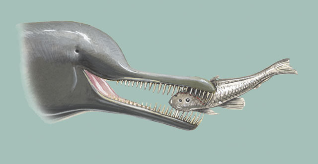 Vertebrata