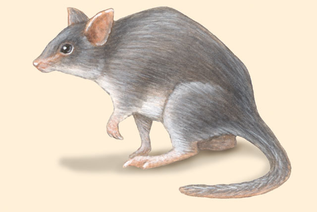 Potoroidae