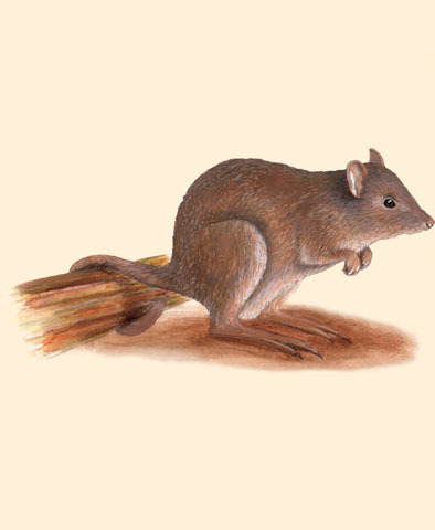 Deuterostomia