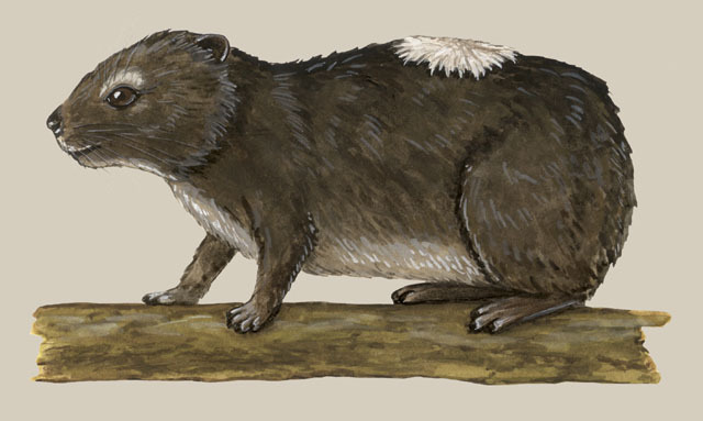 Dendrohyrax_arboreus