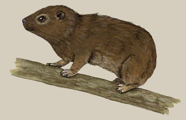 Dendrohyrax_dorsalis