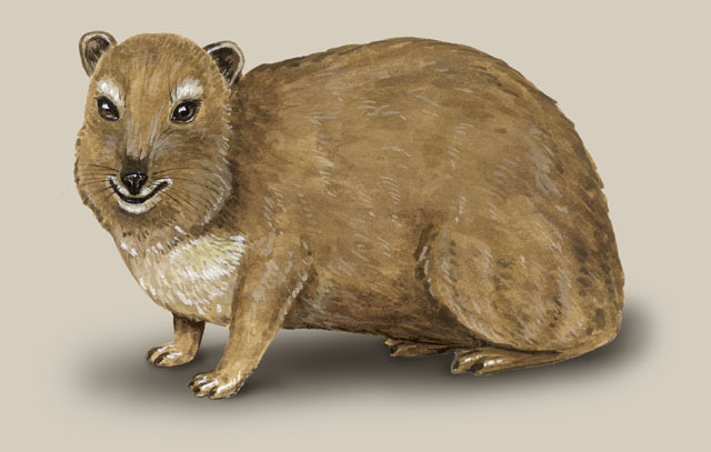 Heterohyrax_brucei