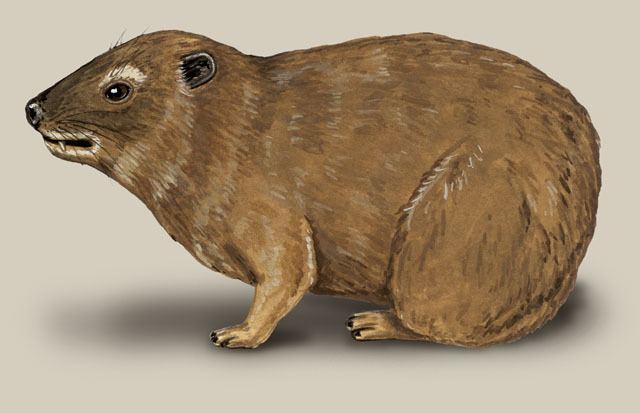 Procavia capensis